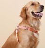 Durable Nylon Dog Harness and Leash - Comfortable Grip, and Accented Design