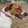 Pink Plaid - Quick Release Dog Collar: Adjustable, Stylish, and Safe